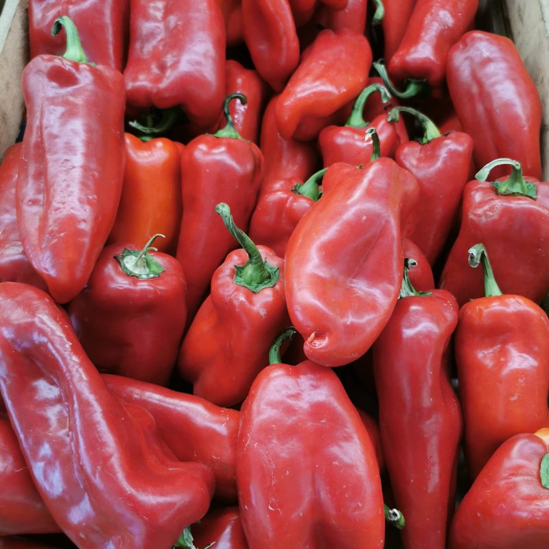 PAPRIKA RDEČA ŠPIC MAK.