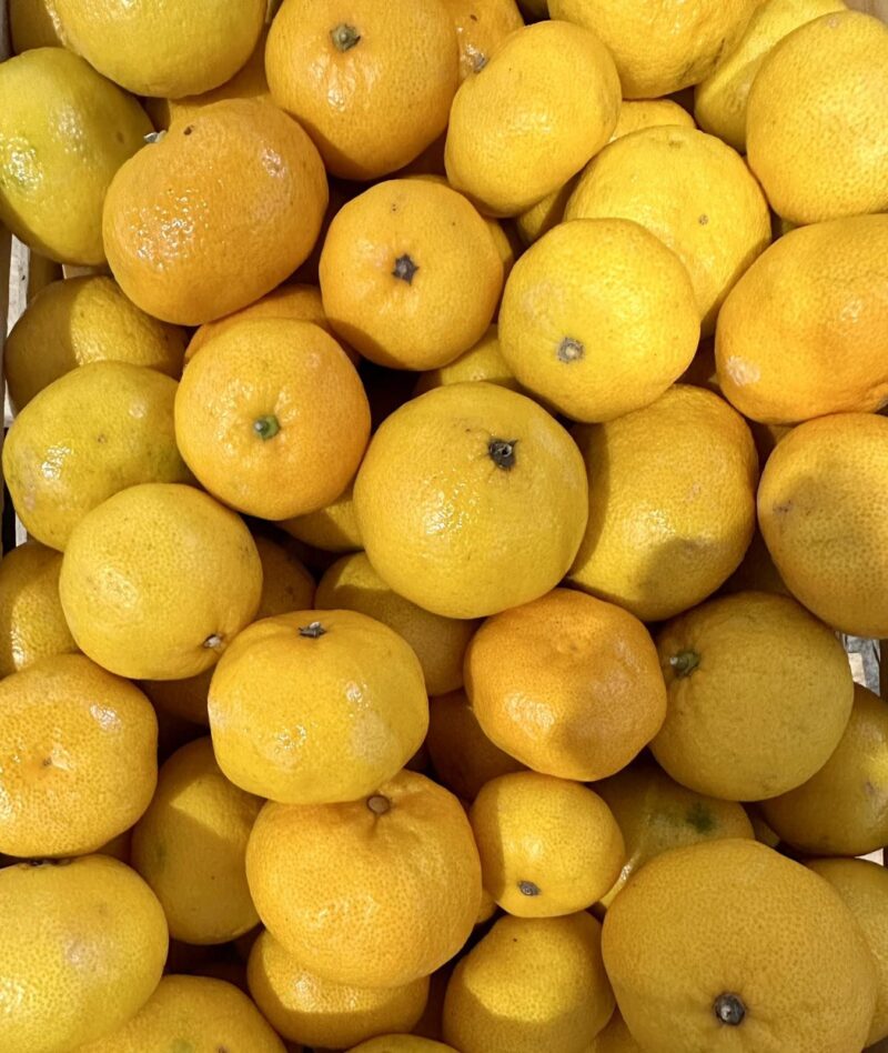 MANDARINE cal.2